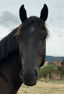 Conte Z