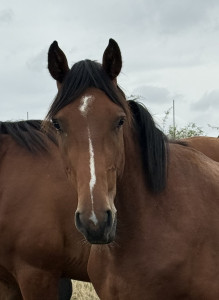 Quillan Z