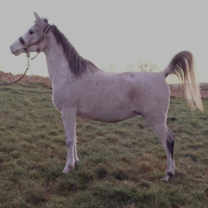Al Chadim Bint Ghazalla