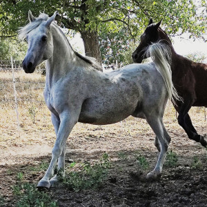 Al Chadim Ibn El Moniet