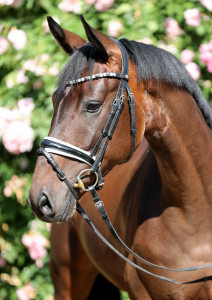 Alvarado
