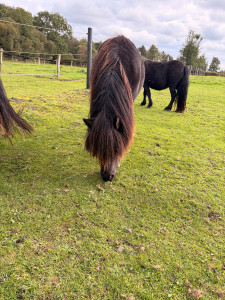 Pferd ohne Namen 2