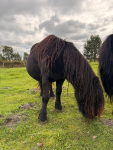 Pferd ohne Namen  3