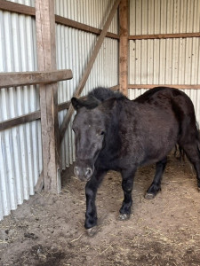 Pferd ohne Namen 9