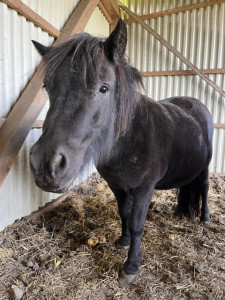 Pferd ohne Namen  10