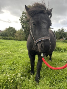 Pferd ohne Namen 11